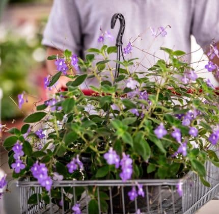 [PORTES OUVERTES] Célébrez le printemps dans les 4 jardineries de l’Adapei de la Gironde !